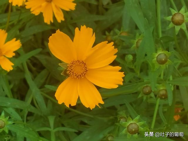 副业怎样选择，不影响工作还能有额外的收入-荔枝网络