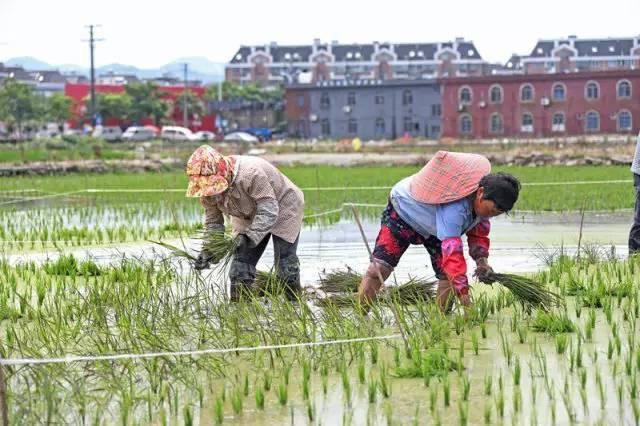 低成本小生意都有哪些(在农村月收入过万的几个小生意)-荔枝网络