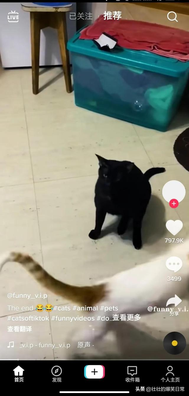 如何使用海外版抖音（国内怎样使用tiktok）-荔枝网络