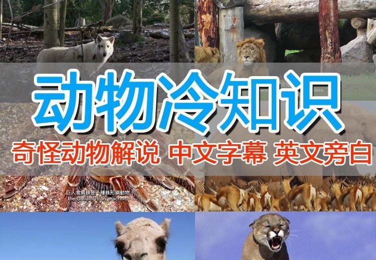 【副业项目6380期】外面卖1699的国外纪录片解说（动物解说、美食、动画片）稳过中视频-荔枝网络